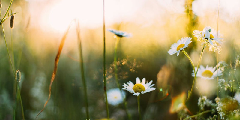 white flowers in shallow focus photography